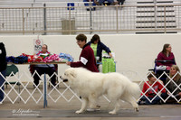 Great Pyrenees Sat Ring LR Midland Feb 2013