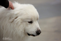Great Pyrenees Sun Ring LR Midland Feb 2013