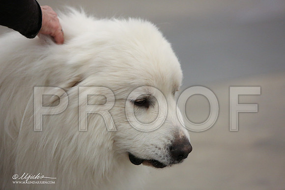GPyr-0166-LR