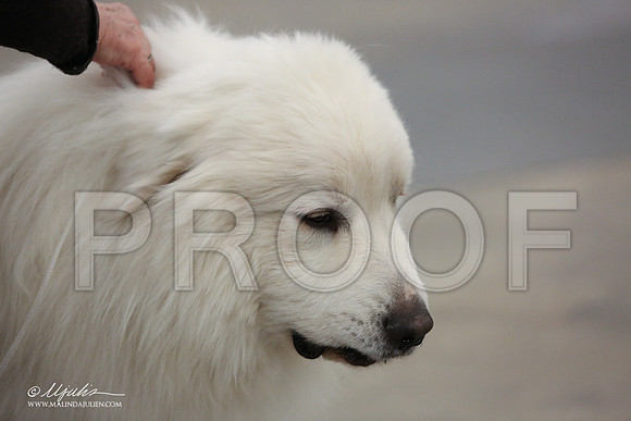 GPyr-0167-LR