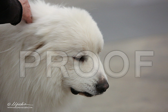 GPyr-0169-LR