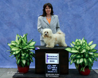 Havanese #11 Reserve Winners Dog Karen Highland Judge D Bussard LR Midland Feb 2013