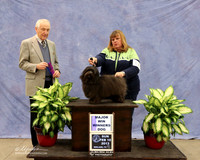 Havanese #17 Sun Winners Dog Tammy Marshall Judge R Hartinger LR Midland Feb 2013