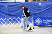 Havanese B Match Ring Fri LR Midland Feb 2013