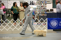 Havanese Sat Ring LR Midland Feb 2013