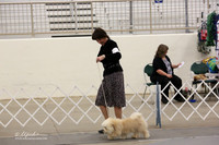 Havanese Sun Ring LR Midland Feb 2013