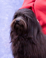 Havanese Tammy Marshall LR Midland Feb 2013
