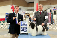 Havenese #6 Best of Winners Maj Win Mary L Vincent Judge D Bussard  LR Midland Feb 2013
