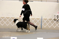 Herding Group Bred-By Sat Ring LR Midland Feb 2013