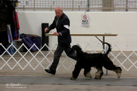 Hound Group Bred-By Sat Ring LR Midland Feb 2013