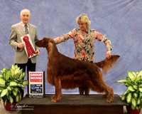 Irish Setter #7 Sun Group 2 Ceclia Brewer Agent Rebecca Gear Judge R Hartinger LR Midland Feb 2013