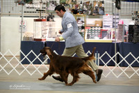 Irish Setter Ring Sat LR Midland Feb 2013