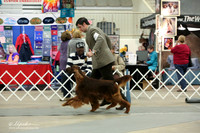 Irish Setter Sun Ring LR Midland Feb 2013