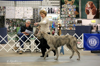 Irish Wolfhound Sat Ring LR Midland Feb 2013