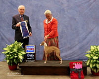 Italian Greyhound #7 Richard Valentini Agent Teresa Nail Judge R Hartinger LR Midland Feb 2013