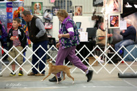 Italian Greyhound Sat Ring LR Midland Feb 2013