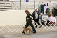 Italian Greyhound Sun Ring LR Midland Feb 2013