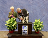 Japanese Chin #16 Sat Winners Bitch Richard Wilsonn & Dale Martenson Judge P Hartinger LR Midland Feb 2013
