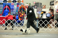 Japanese Chin Sat Ring LR Midland Feb 2013