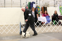 Japanese Chin Sun Ring LR Midland Feb 2013