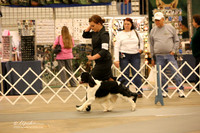 Juniors Open Sat Ring LR Midland Feb 2013