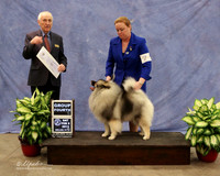 Keeshonden #7 Sat Group 4 Lori Hooper Judge R Hartinger LR Midland Feb 2013