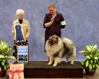 Keeshonden #7 Sun Group 1 Lori Hooper Judge P Hartinger  LR Midland Feb 2013