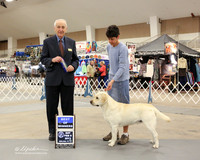 Labrador Retriever #15 Sat Best of Breed Stephanie Herman and Bonnie Kellner Judge  Roger Hartinger LR Midland Feb 2013