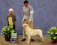 Labrador Retriever #9 Sat Group 3 Stephanie Herman Judge P Hartinger  LR Midland Feb 2013