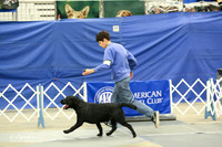 Labrador Retriever B Match Ring Fri LR Midland Feb 2013