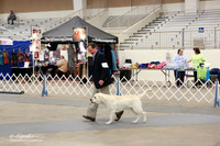 Labrador Retriever Sat Ring LR Midland Feb 2013
