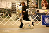Lagotto Romagnolo Sat Ring LR Midland Feb 2013