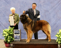 Leonberger #5 Group 4 Janis Cook Agent Rudy Ayala Judge P Hartinger LR Midland Feb 2013