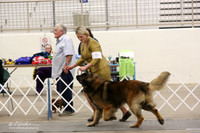 Leonberger Sat Ring LR Midland Feb 2013