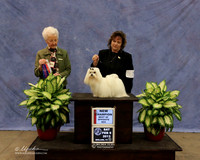 Maltese #7 Sat Best of Opposite Sex Shiela Meyers Judge P Hartinger LR Midland Feb 2013