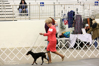 Manchester Terrier Sat Ring LR Midland Feb 2013