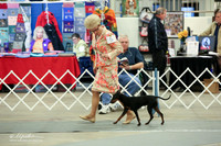 Manchester Terrier Standard Sun Ring LR Midland Feb 2013
