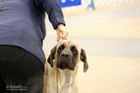 Mastiff Sat Ring LR Midland Feb 2013