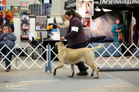 Mastiffs Sun Ring LR Midland Feb 2013