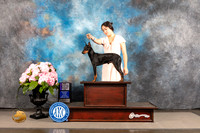 Manchester Terrier Standard #9 SAT BOW NCH Major Judge Joe Walton