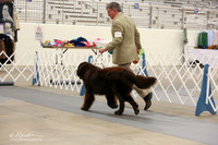 Newfoundland B Match Ring Fri LR Midland Feb 2013