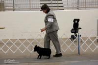 Non-Sporting Group Bred-By Sat Ring LR Midland Feb 2013