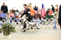 Non-Sporting Group Sat Ring LR Midland Feb 2013