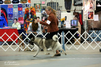 Norwegian Elkhound Sun Ring LR Midland Feb 2013