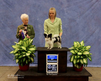Papillon #9 Sat Best of Winners Angela Allen Judge P Hartinger  LR Midland Feb 2013