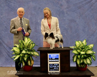Papillon #9 Sun Best of Winners Angela Allen Judge R Hartinger  LR Midland Feb 2013