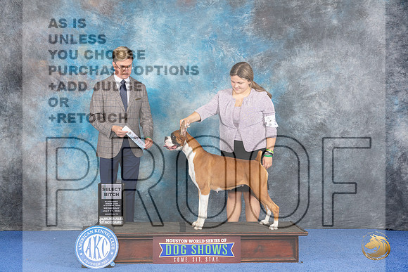 Boxer #32 WED SB Judge Douglas Johnson__JP_7294_Houston_2024_HR3