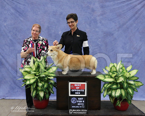 CorgPW-9594-LR