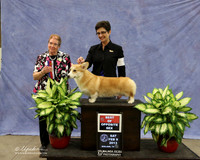 Pembroke Corgi #7 BOS Sat Marian Johnson Your Judge Alice Inman LR Midland Feb 2013