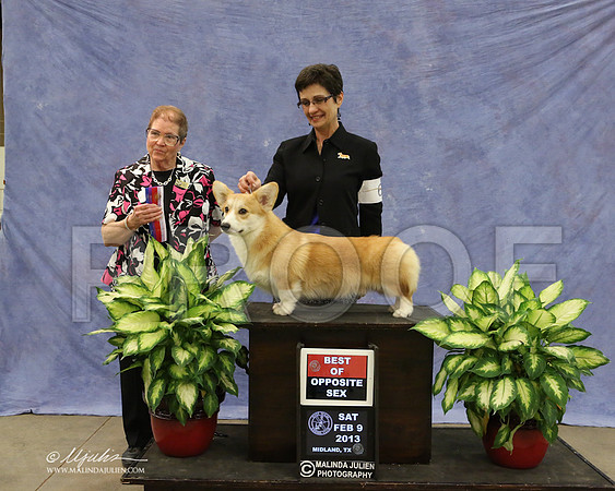 CorgPW-9597-LR